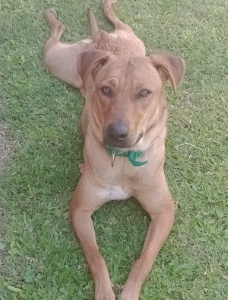 Perro 4