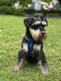 Perro 6