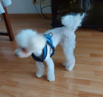 Perro 5