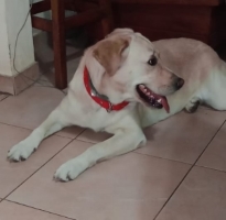 Perro 2