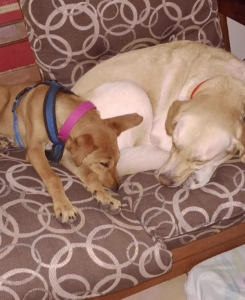 Perro 3